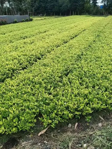 宝坻绿化草皮基地