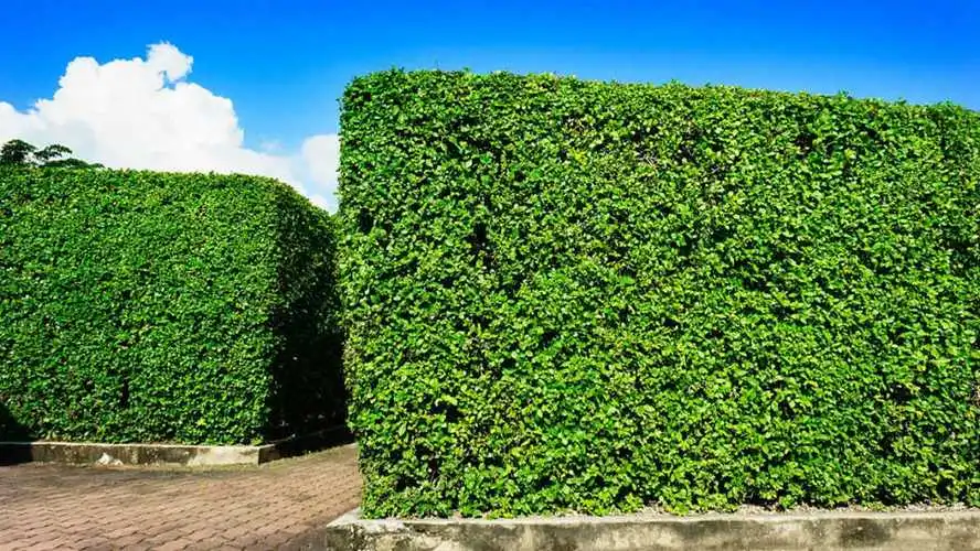 绿化工程企业信用分850